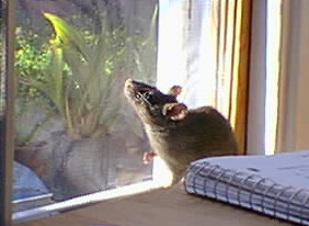 Brown-backed, grey-bellied ship doe standing looking out of a window