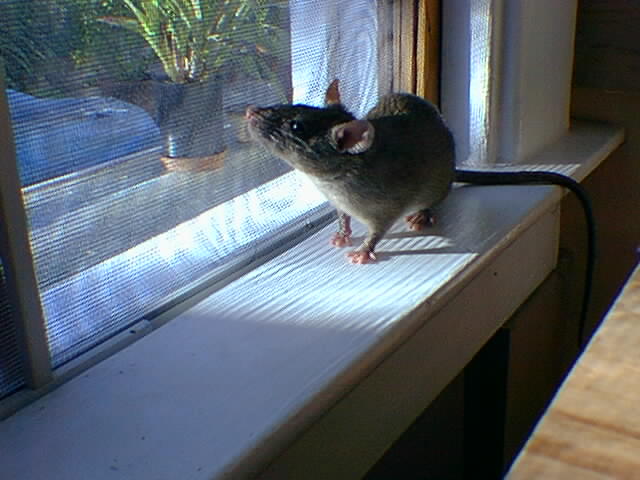 Brown-backed, grey-bellied ship doe standing beside a window