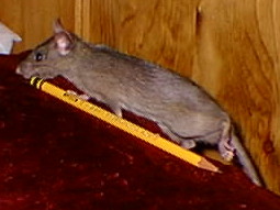 Brown-backed, grey-bellied ship doe dragging a pencil across a bedspread, one back foot raised