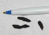 Photograph of small dark ship rat droppings, next to a biro to give the scale