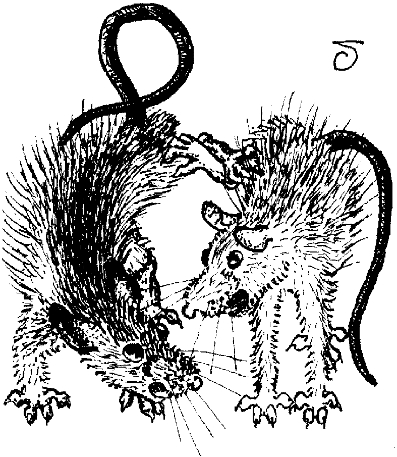 Caricature of two buck ship rats, one crouching, one on tiptoe, kicking at each other