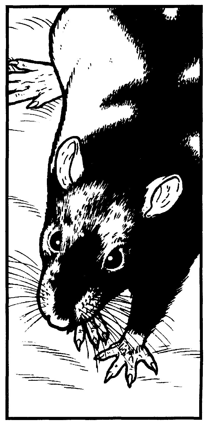 Realistic black & white drawing of head and back of black hooded rat, seen from above
