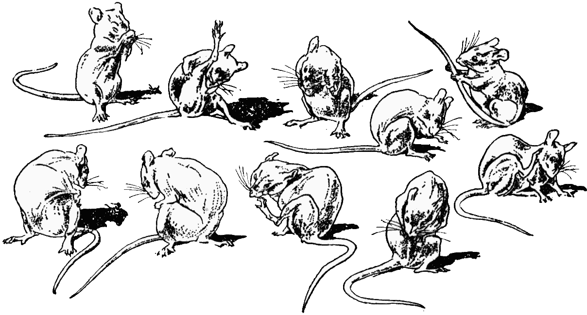 10 line-drawings of a mouse washing itself in various positions