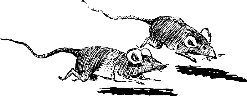 Black and white drawing of two baby rats scampering side-by-side