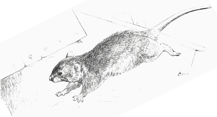 Pencil sketch of scampering wild rat
