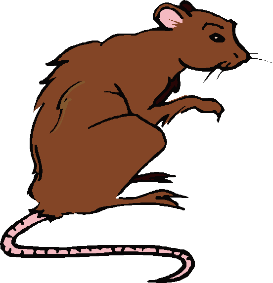 Coloured drawing of scruffy, ancient-looking brown rat sitting up