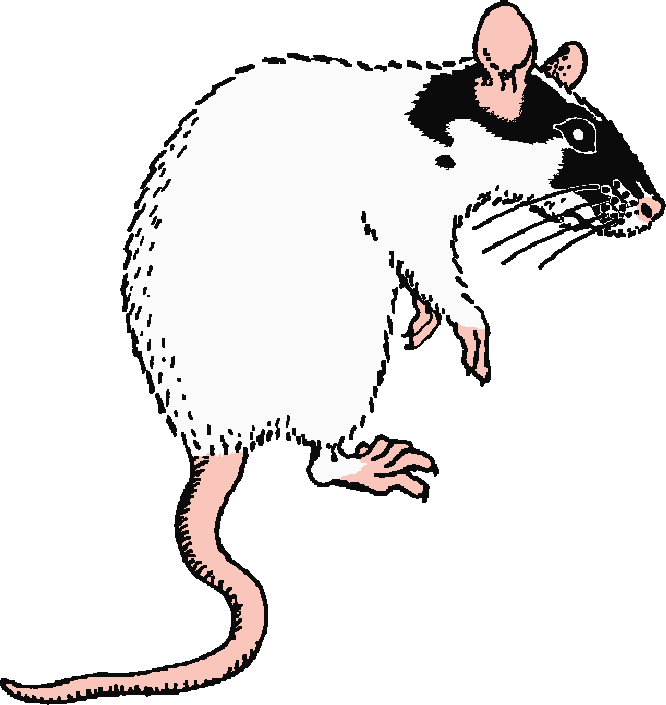 drawing of black and white rat sitting up