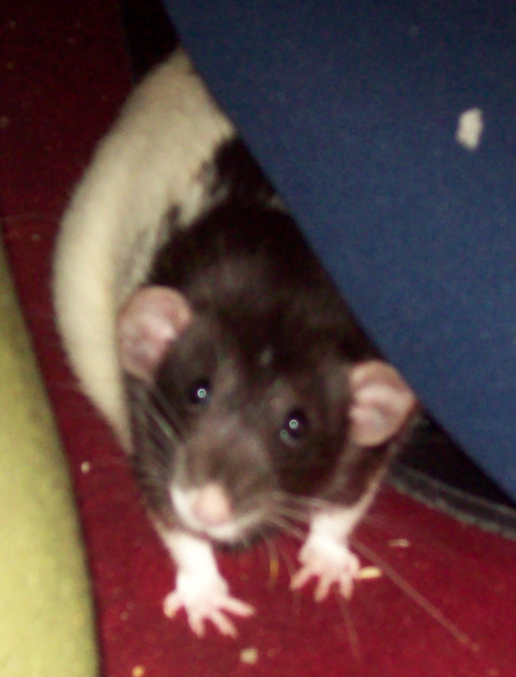 black and white rat with large, droopy ears and mournful expression, facing the camera