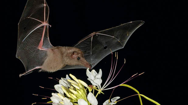 photograph showing a very long-nosed bat hovering over a tuft of creamy-white flowers