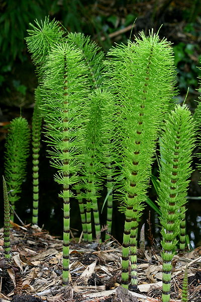 straight narrow green stems striped with purple bands, the top of the stems bearing ranks of whorls of leaves like bright green threads