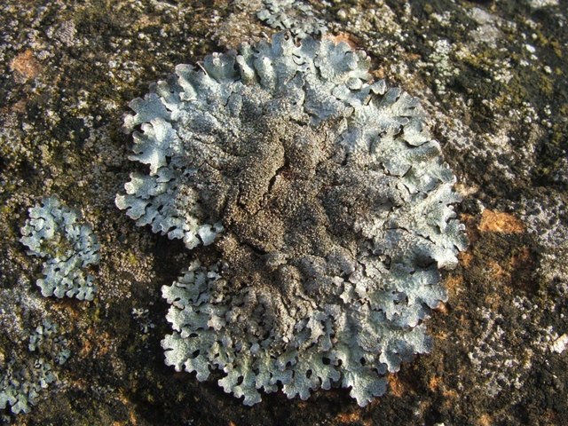clump of frilly silver-grey lichen growing on dark stone