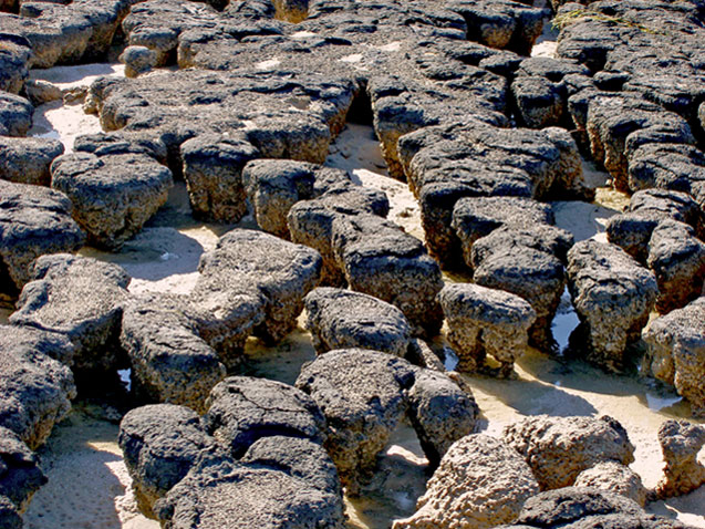 photograph of a sandy beach quite closely covered in vaguely Christmas-pudding-shaped rocks, swelling out from a narrower beige base to a flat grey top