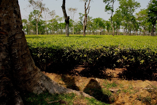 rows and rows of low, bright-greeen bushes with occasional tall, bare-trunked trees growing amongst them: in the foreground is part of the trunk of a large tree and then a bare path running across the shot before the bushes start