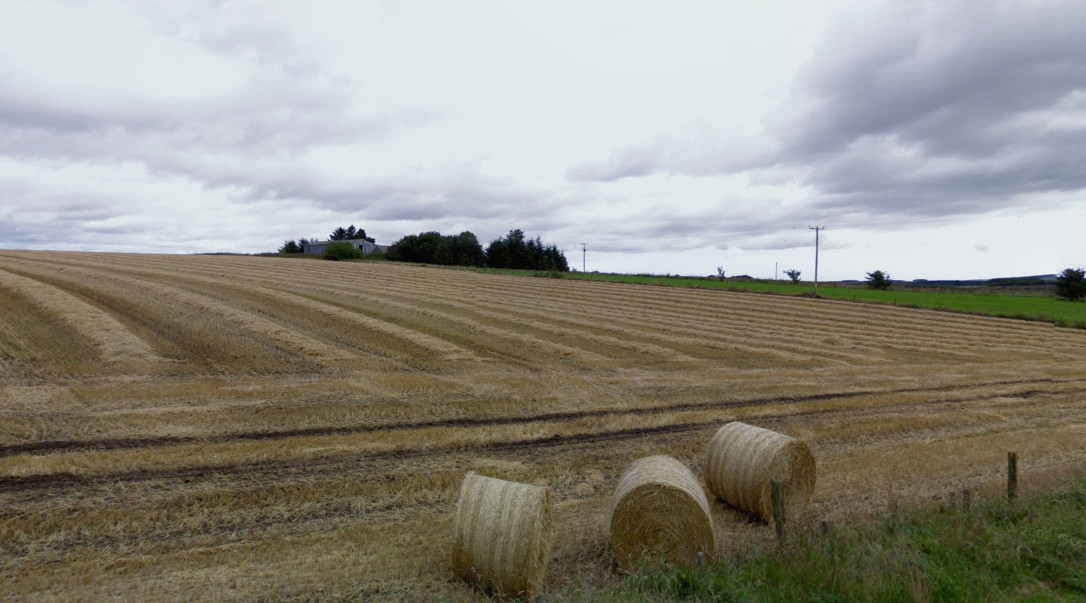 View across a cornfield to a distant cluster of farm buildings among trees on the horizon