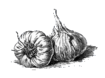 Garlic Clove