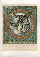 face of mature tabby on knotwork background