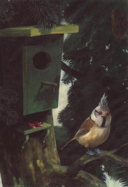 crested tit wearing blue slippers, standing next to a green bird-box in front of which are pink shoes with high heels and bows