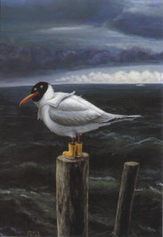 black-headed gull wearing yellow waders, standing on wooden post by sea