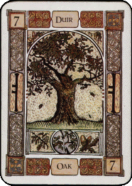 Celtic Tree Oracle Oak card