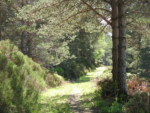 view of path through dense native pine-wood