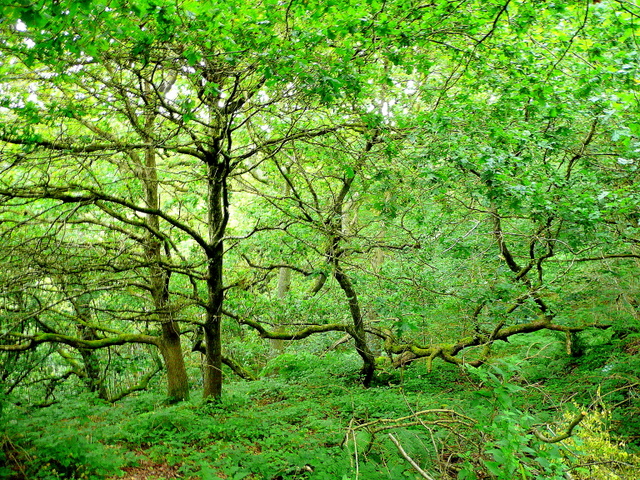 view of very green, tangled trees