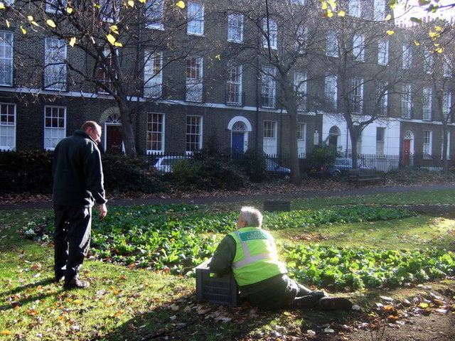 flowers being planted in a green square backed by Victorian terraced houses