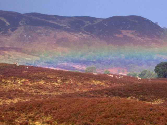 view across heather-clad slope towards high rolling hill, with deer running across the middle ground and a rainbow behind them