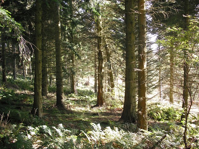 view through the tall straight trunks of trees, with very little ground-cover under them