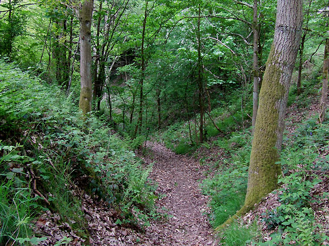 view of a path through deciduous trees with heavy undergrowth