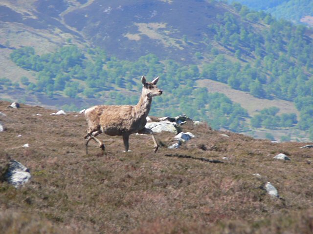 view of a red hind standing on a hill-top, with a slope down behind her and then a second, tree-clad hill beyond her