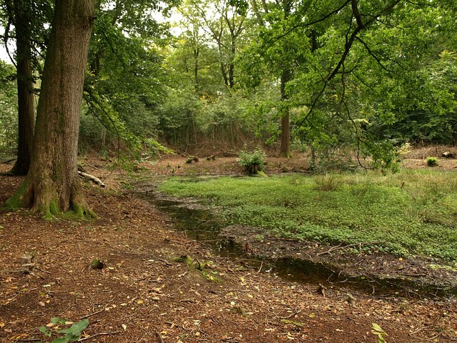 view of small pool half-hidden on forest floor