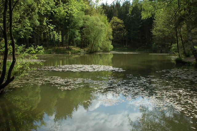 view of sizeable, tranquil pool among trees