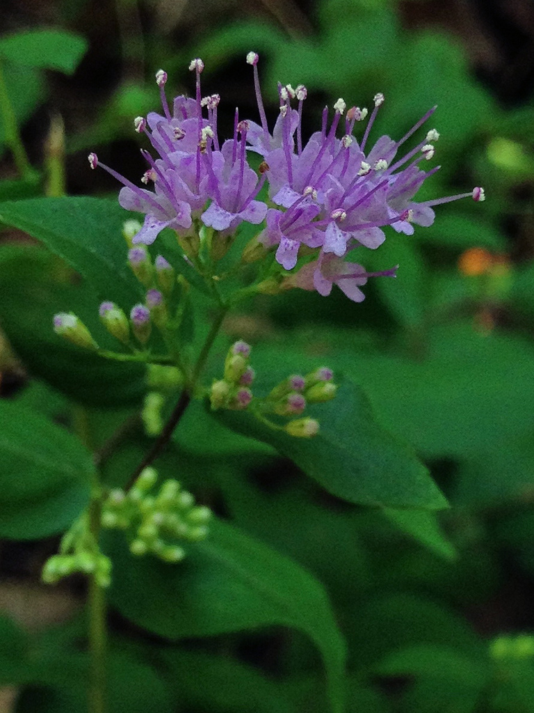 photo of green herb with pointed leaves and bunches of pale purple, tubular flowers with long stamens