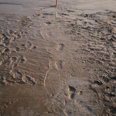 a stretch of fine sandy mud, crossed by footprints, with a measuring rod set up in the background