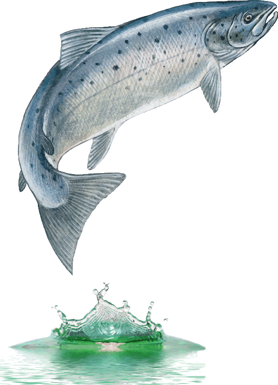 drawing of a salmon leaping out of water