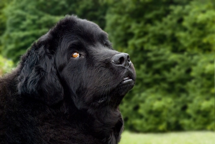 photo of head of black Newfoundland dog with bright yellow eyes, seen in three-quarter view with yew or similar in the background