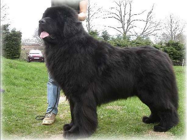 photo of black Newfoundland dog atanding next to a woman who is seen from the chest down, with a field and a car behind them: the dog\'s head is level with the woman\'s bust