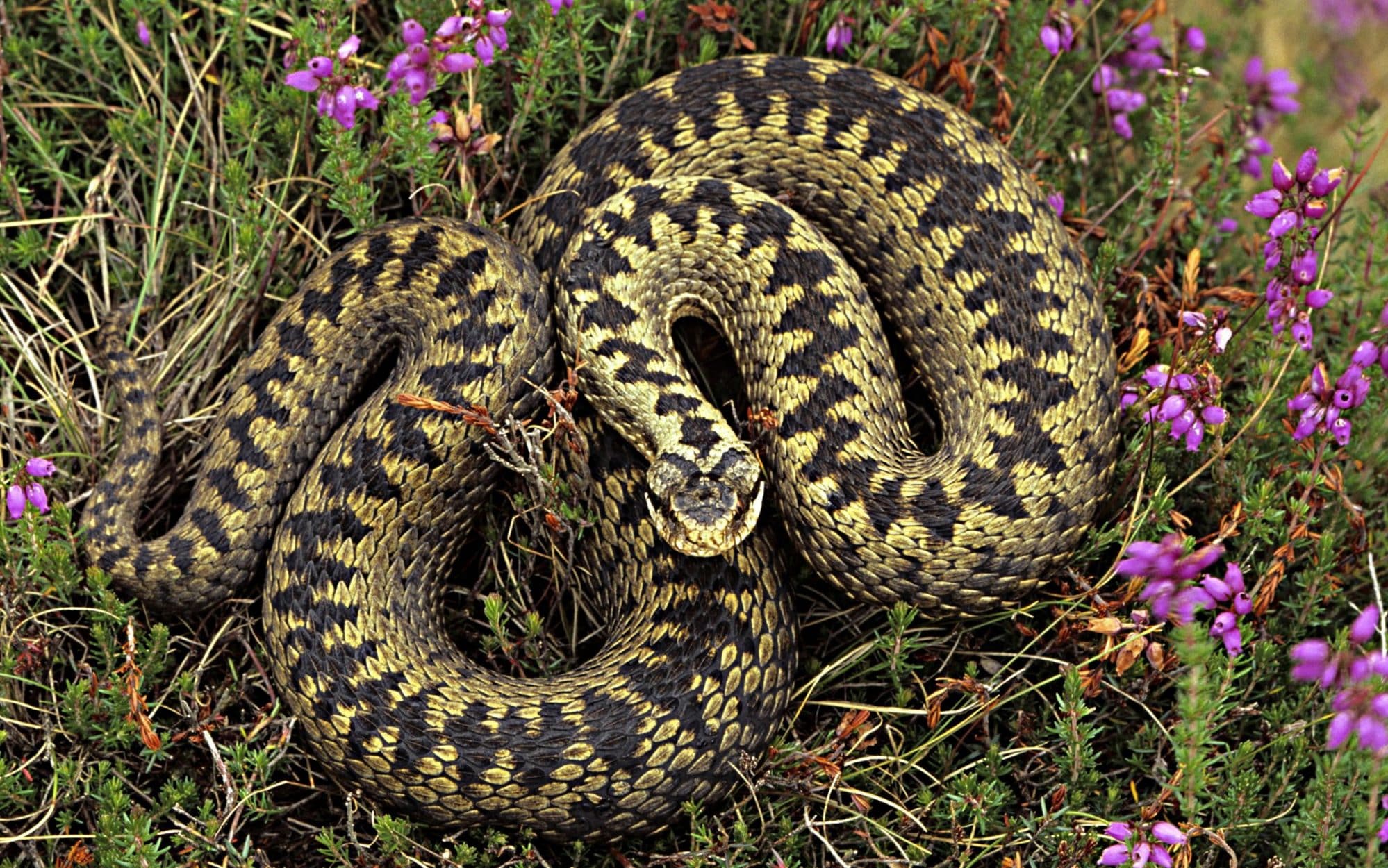 Photo of yellow and brown adder couiled up amongst heather