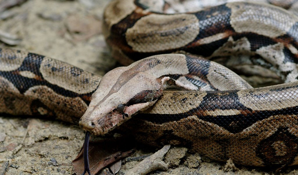 photo of loosely coiled boa constrictor