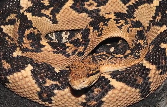 photo of loosely coiled fawn-coloured snake marked with choclate diamonds, looking towards the viewer