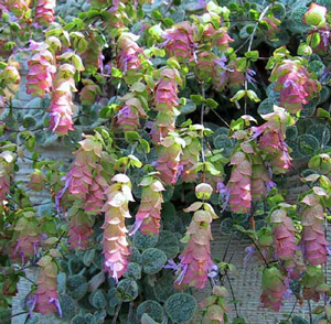 photo of soft green herb with rounded leaves and tall spires of pink and cream flowers built up in papery layers similar to hops