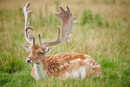photo of white-spotted chestnut fallow buck with big antlers, lying down in rough grass
