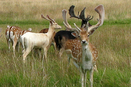 photo of mixed group of fallow deer in long grass, four does with heads down, three bright chestnut with white spots and one dark chestnut with faint spots; and three bucks with heads up, one bright chestnut which white spots, one white and one black
