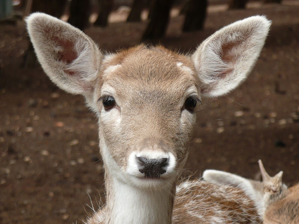 full-face photo of pale brown and white fallow doe with large, limpid eyes and jet-black nose