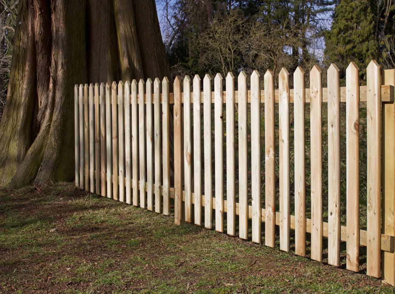 photo of tall, plain wooden picket fence