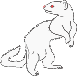 drawing of white ferret sitting up and looking back over its shoulder