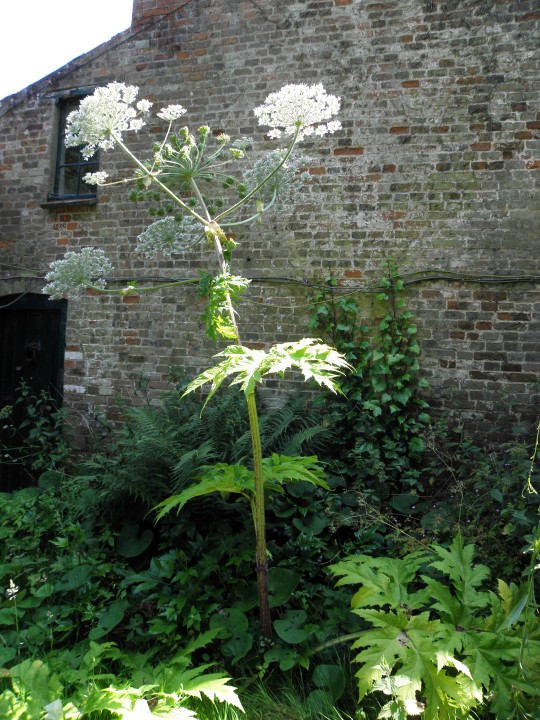 Photo of very tall giant hogweed in front of a brick wall