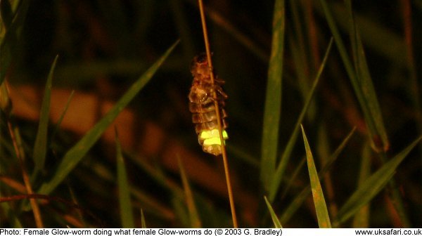 Photo of lighted glowworm clinging to a grass stem