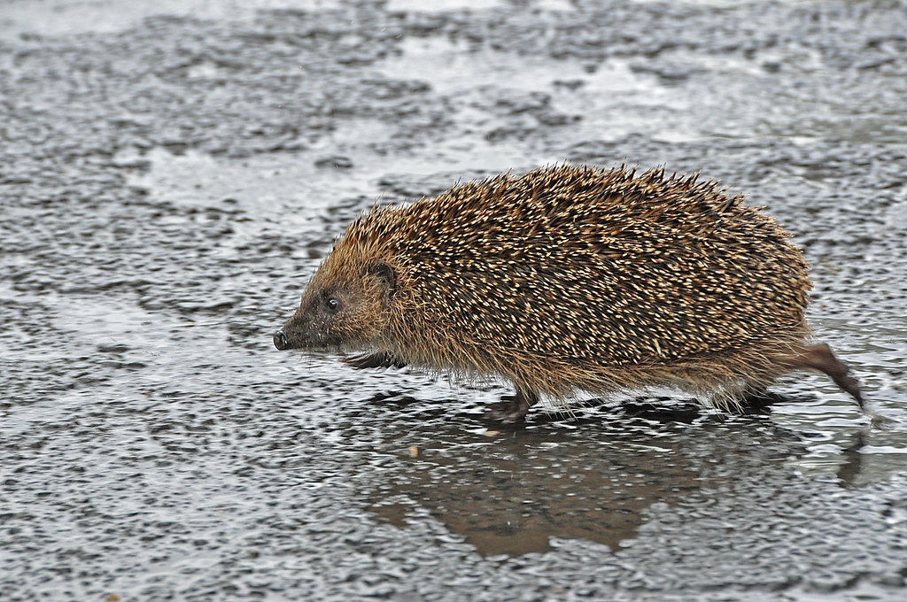 Photo of hedehog trotting across damp tarmac