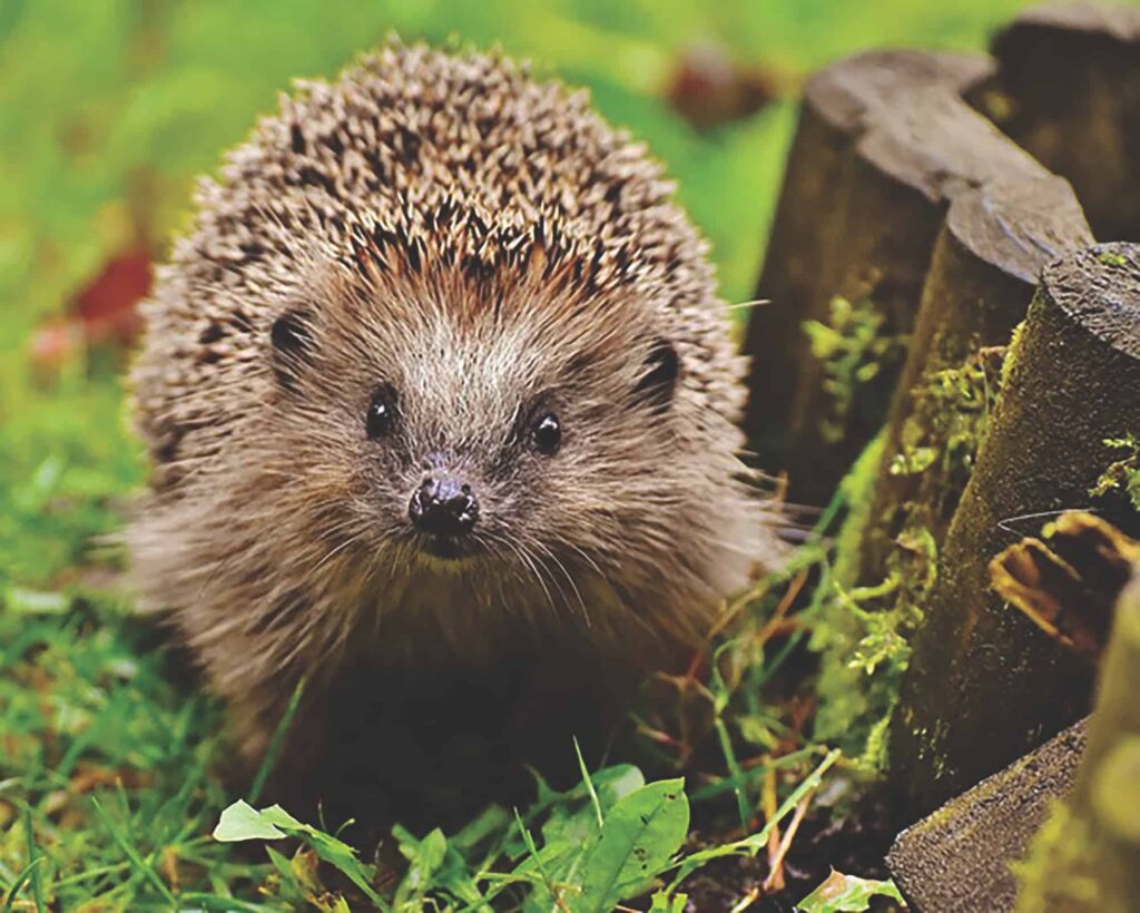 Photo of hedgehog looking at the camera